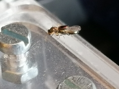 Stenomalina gracilis