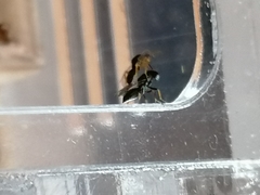 Stenomalina gracilis