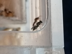 Stenomalina gracilis