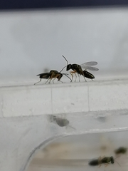 Stenomalina gracilis