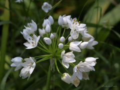 Allium neapolitanum