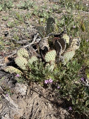 Opuntia basilaris