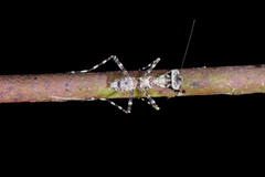 Theopompa ophthalmica