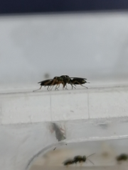 Stenomalina gracilis