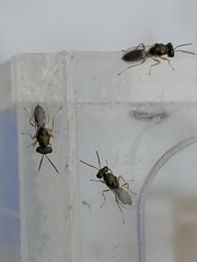 Stenomalina gracilis