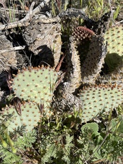 Opuntia basilaris