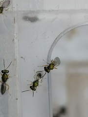 Stenomalina gracilis