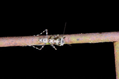 Theopompa ophthalmica