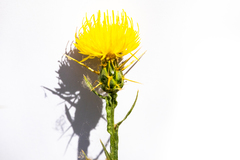 Centaurea solstitialis