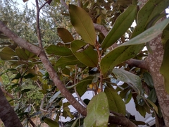 Thisbe lycorias