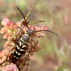 Typocerus zebra
