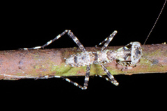 Theopompa ophthalmica
