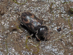 Heterocerus fusculus