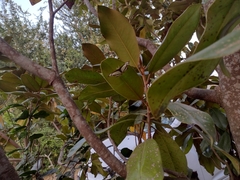 Thisbe lycorias