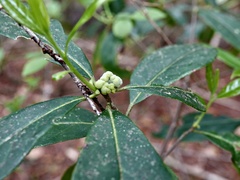 Exobasidium symploci