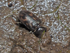 Heterocerus fusculus