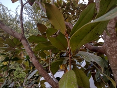 Thisbe lycorias