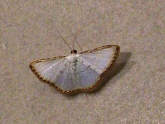 Leuciris fimbriaria