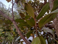 Thisbe lycorias