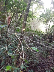 Gymnosporia harveyana