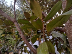 Thisbe lycorias