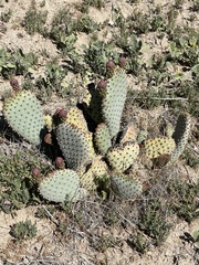 Opuntia basilaris