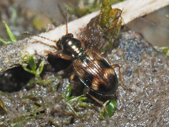 Bembidion articulatum