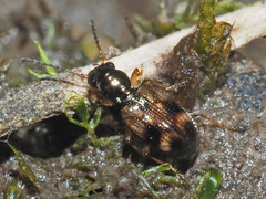 Bembidion articulatum