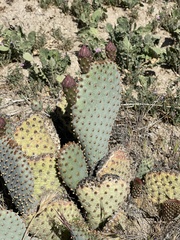 Opuntia basilaris