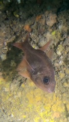 Apogonichthyoides opercularis