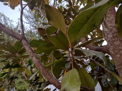 Thisbe lycorias