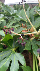 Fatsia japonica