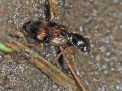 Bembidion articulatum