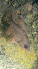 Apogonichthyoides opercularis