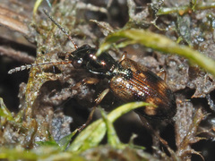 Bembidion articulatum