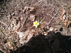 Ranunculus rhomboideus