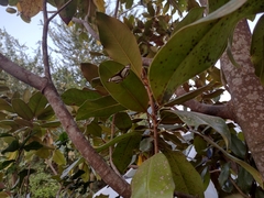 Thisbe lycorias