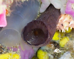 Phallusia fumigata