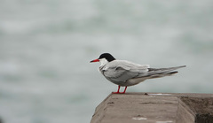 Sterna hirundo