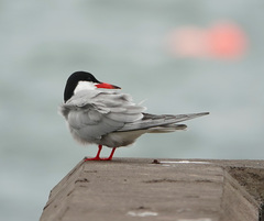 Sterna hirundo