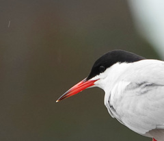 Sterna hirundo