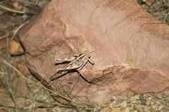 Schistocerca gregaria flaviventris