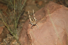 Schistocerca gregaria flaviventris