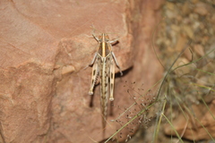 Schistocerca gregaria flaviventris