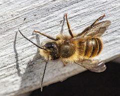 Osmia cornifrons