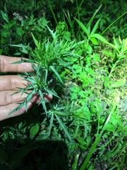 Eryngium hookeri