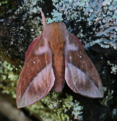 Othorene bernardoespinozai