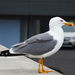 Azorean Gull - Photo (c) Helio Batista, some rights reserved (CC BY-NC), uploaded by Helio Batista