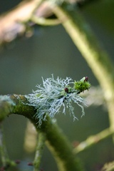 Usnea subgracilis