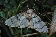 Ategumia matutinalis